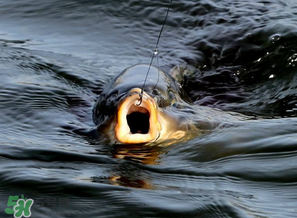 3月份釣什么魚？3月份怎么釣魚？