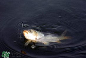 3月份釣魚用什么餌料？三月份釣魚用什么魚餌？