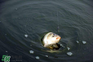 3月份釣魚用什么餌料？三月份釣魚用什么魚餌？