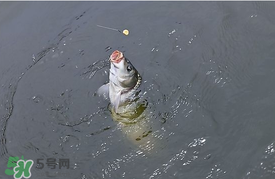 三月份釣鯉魚好釣嗎？3月份釣鯉魚用什么好？