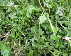 薺菜葉子黃了能吃嗎？薺菜發(fā)黃能吃嗎？