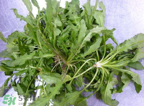 薺菜葉子黃了能吃嗎？薺菜發(fā)黃能吃嗎？