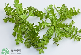 薺菜有蟲子嗎？薺菜根有蟲子嗎？