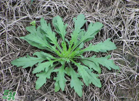 薺菜有蟲子嗎？薺菜根有蟲子嗎？