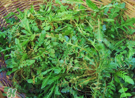 薺菜怎么保存？薺菜可以曬干存放嗎？