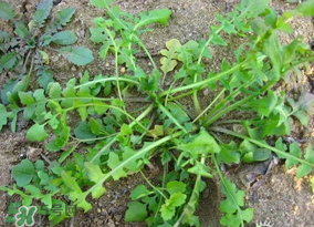 薺菜怎么保鮮？新鮮薺菜如何保鮮？