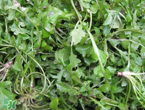 薺菜怎么保鮮？新鮮薺菜如何保鮮？