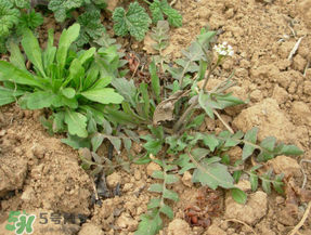 薺菜什么季節(jié)有？薺菜什么時候上市？