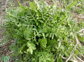 薺菜什么季節(jié)有？薺菜什么時候上市？