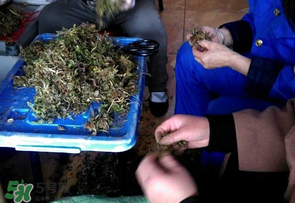 薺菜什么季節(jié)有？薺菜什么時候上市？