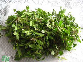 薺菜什么時(shí)候播種？薺菜什么時(shí)候挖？