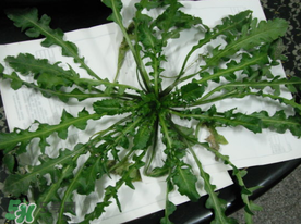 薺菜什么時(shí)候播種？薺菜什么時(shí)候挖？