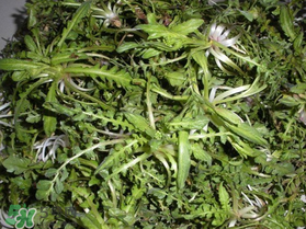 薺菜什么時(shí)候播種？薺菜什么時(shí)候挖？