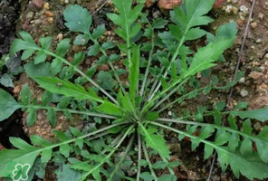 哺乳期能吃薺菜嗎？哺乳期吃薺菜會回奶嗎？