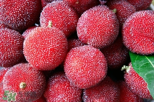 楊梅酒的做法 自制楊梅酒的做法 楊梅酒的做法 自制楊梅酒的做法