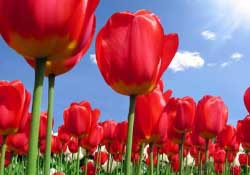 郁金香3月份還能種嗎？三月份種郁金香可以嗎？