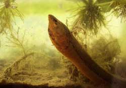 三月份可以釣黃鱔嗎？幾月可以釣黃鱔？