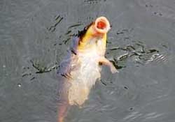 三月份釣鯉魚好釣嗎？3月份釣鯉魚用什么好？