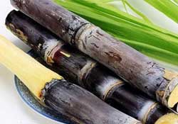 3月份能吃甘蔗嗎？三月份的甘蔗能吃嗎？