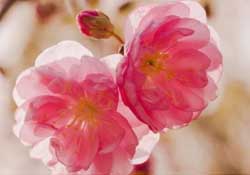 四月份還有櫻花嗎？四月份哪里有櫻花？