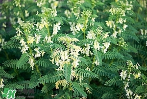 黃芪泡水喝的功效與副作用？黃芪有什么作用？