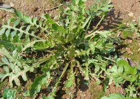 薺菜是什么菜？薺菜是什么野菜？