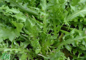 薺菜可以和西紅柿一起吃嗎？薺菜和西紅柿一起吃好嗎？