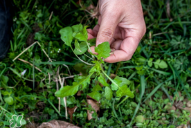 薺菜能和青菜一起吃嗎？薺菜和青菜一起吃好嗎？