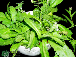 薺菜能和青菜一起吃嗎？薺菜和青菜一起吃好嗎？