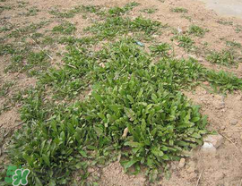 薺菜上有白點能吃嗎？薺菜背面有白點是什么？