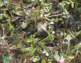 薺菜上有白點能吃嗎？薺菜背面有白點是什么？