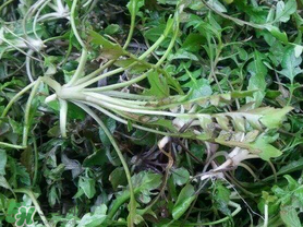 薺菜上有黑點(diǎn)能吃嗎？薺菜葉子上的黑點(diǎn)怎么回事？