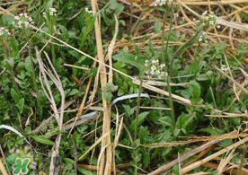 薺菜上有黑點(diǎn)能吃嗎？薺菜葉子上的黑點(diǎn)怎么回事？