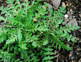 薺菜上有黑點(diǎn)能吃嗎？薺菜葉子上的黑點(diǎn)怎么回事？