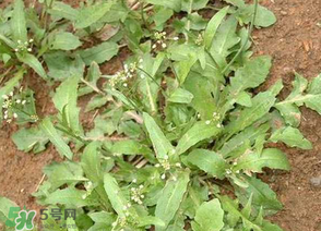 薺菜上的蟲子可以吃嗎？薺菜有蟲能吃嗎？