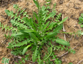 薺菜上的蟲子可以吃嗎？薺菜有蟲能吃嗎？