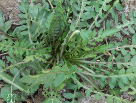 薺菜需要焯水嗎？薺菜焯水的好處