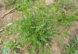 薺菜需要焯水嗎？薺菜焯水的好處