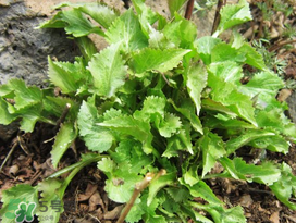 蒲公英和薺菜的能同食嗎？薺菜和蒲公英的區(qū)別