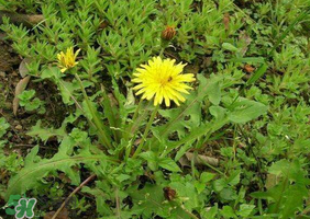 蒲公英和薺菜的能同食嗎？薺菜和蒲公英的區(qū)別