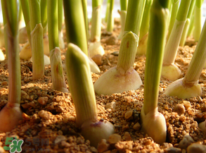 3月份可以種大蒜嗎？三月份種什么農(nóng)作物？