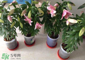 3月份可以種百合花嗎？百合幾月種植？