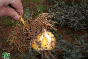 3月份可以種百合花嗎？百合幾月種植？