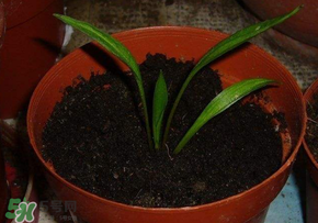 3月份可以種百合花嗎？百合幾月種植？