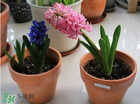 三月份可以種風(fēng)信子嗎？風(fēng)信子幾月份種植？