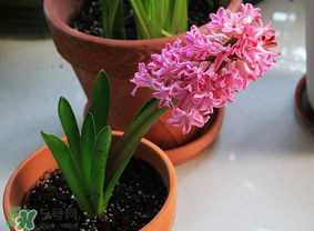 三月份可以種風(fēng)信子嗎？風(fēng)信子幾月份種植？