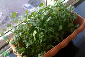 三月份可以種香菜嗎？香菜幾月份播種？