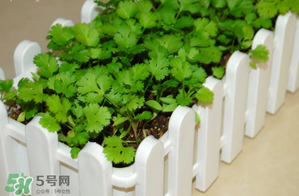 三月份可以種香菜嗎？香菜幾月份播種？