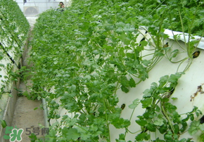 三月份可以種香菜嗎？香菜幾月份播種？