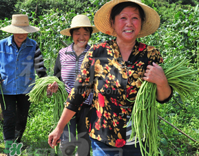 三月份可以種豆角嗎？豆角幾月份種？